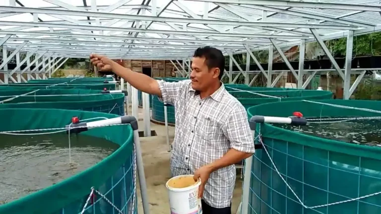 Ini Dia, Langkah Awal Memulai Usaha Ternak Lele!