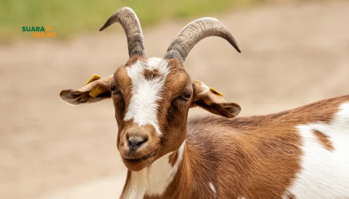 Ternyata Begini Cara Menghilangkan Bau Perengus Pada Kambing 