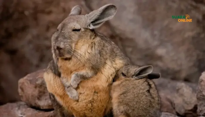Mengenal Hewan Viscacha dari Amerika Selatan