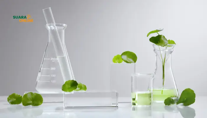 4 Manfaat Centella Asiatica Untuk Kesehatan Kulit