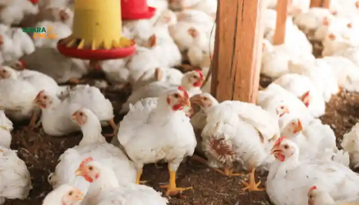 Lebih Sehat Ayam Kampung atau Ayam Potong? Ini Dia Jawabannya