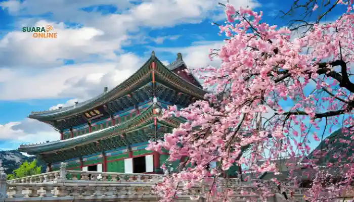 Mengenal 4 Musim di Korea, Mulai Dari Tumbuhnya Bunga Sakura Hingga Turunnya Salju!