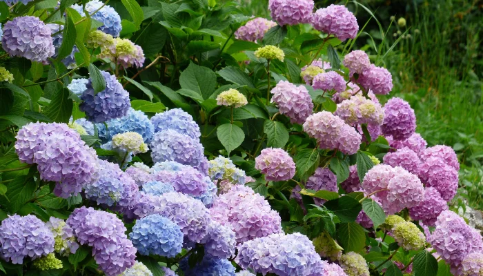 Fakta Unik Bunga Hortensia di Selecta, Yuk Kenali Lebih Dalam!