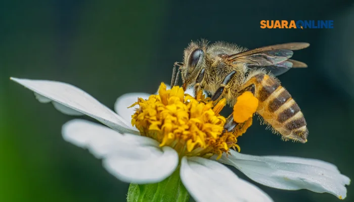 Queen Bee Syndrome: Ketika Perempuan Merasa Tersaingi dan 5 Cara Mengatasinya!